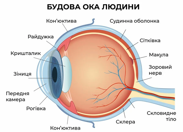 Будова ока людини: як працює наш зір - фото №2